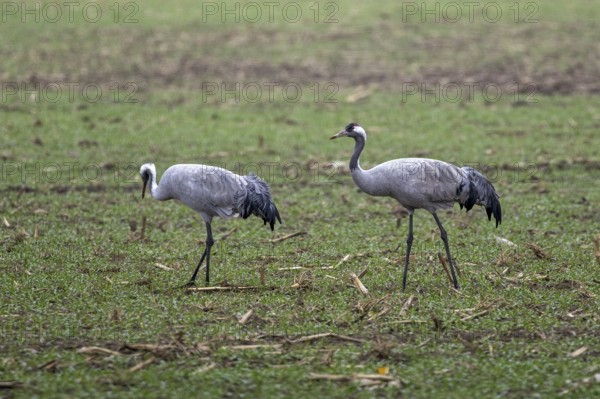 Two cranes (Grus grus) in a field, near Zingst, Fischland-Darß-Zingst, Western Pomerania Lagoon National Park, Mecklenburg-Western Pomerania, Germany