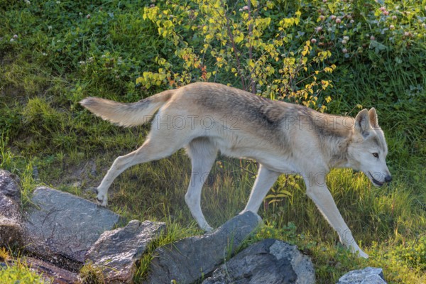 A Timberwolf (Canis lupus lycaon) runs across a green meadow along a small creek. Backlit scene. NE USA
