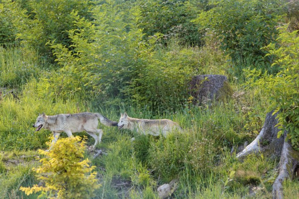Two timber wolves (Canis lupus lycaon) run through dense green vegetation in a clearing on a sunny day. NE USA