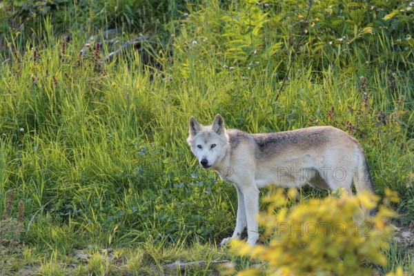 A timber wolf (Canis lupus lycaon) stands in backlight on a sunny day in dense green vegetation in a clearing. NE USA