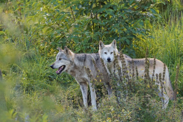 Two timber wolves (Canis lupus lycaon) stand on a sunny day in dense green vegetation in a clearing. NE USA