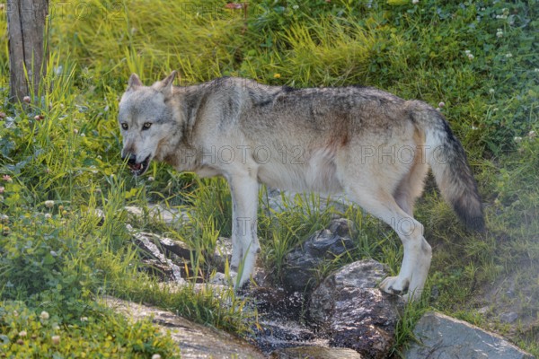 A Timberwolf (Canis lupus lycaon) drinks from a small creek flowing through a green meadow. Backlit scene. NE USA