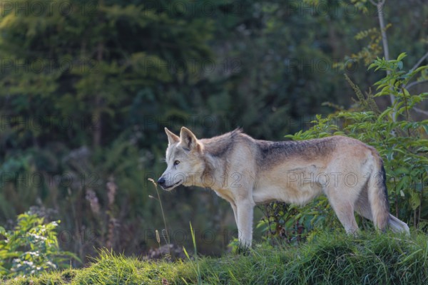 A timber wolf (Canis lupus lycaon) stands in backlight on a sunny day in green vegetation in a clearing. NE USA