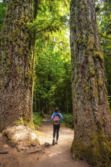 Female tourist walking on a path between two giant trees covered in moss in the beautiful cathedral grove forest on vancouver island, british columbia, canada, during a sunny summer day