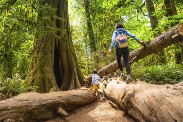 Tourists walking on a large fallen tree trunk in the serene cathedral grove forest on vancouver island, british columbia, basking in sunlight filtering through the lush canopy