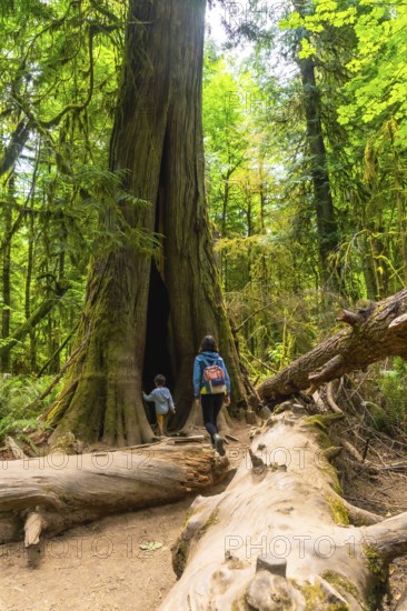 Tourists exploring the majestic cathedral grove forest on vancouver island, canada, walking into a giant hollowed out redwood tree, surrounded by lush green foliage