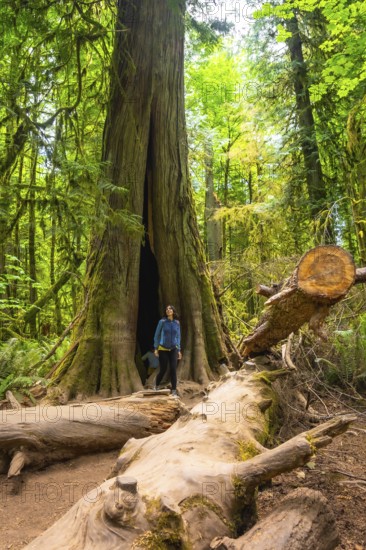 Tourist standing on fallen log admiring giant hollow redwood tree in lush green forest, showcasing nature's power and resilience in cathedral grove, vancouver island, british columbia, canada