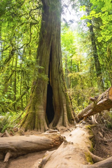 Sunlight filtering through the canopy highlights a majestic western red cedar with a hollow trunk, surrounded by lush greenery and fallen logs in cathedral grove, vancouver island