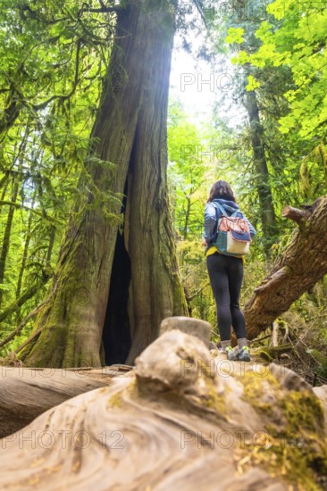Female hiker admiring a giant, hollowed out cedar tree while standing on a fallen log in the lush rainforest of cathedral grove on vancouver island during summer
