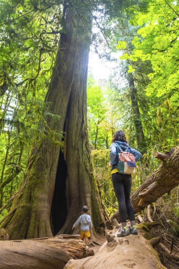 Tourists admiring the breathtaking view of giant trees in cathedral grove, a renowned natural attraction on vancouver island, british columbia, canada
