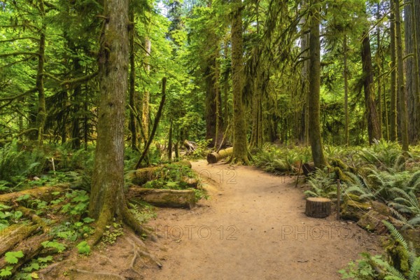 Sunlight filtering through towering trees illuminates a tranquil hiking trail winding through the lush undergrowth of cathedral grove on vancouver island