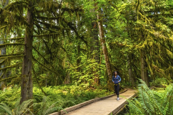Female tourist hiking along a wooden footpath surrounded by towering moss covered trees and ferns in the serene cathedral grove forest on vancouver island