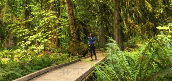 Female tourist walking along a wooden footbridge, surrounded by lush ferns and towering moss covered trees in cathedral grove, macmillan provincial park on a sunny summer day