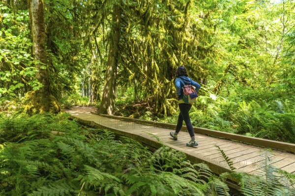 Female tourist walking along a wooden path in the lush rainforest of macmillan provincial park, immersing in the tranquility of cathedral grove on vancouver island