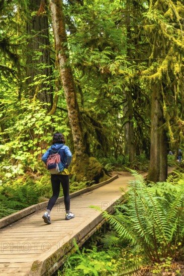 Female hiker walking along a wooden path through lush ferns and moss covered trees in the serene old growth forest of cathedral grove, macmillan provincial park