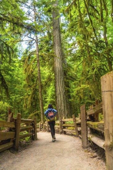 Female tourist walking along a path in cathedral grove forest on vancouver island, surrounded by giant trees and lush greenery on a sunny summer day