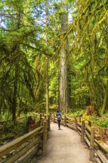 Female hiker with a backpack walking peacefully along a wooden trail surrounded by towering trees and lush moss in cathedral grove, macmillan provincial park, vancouver island