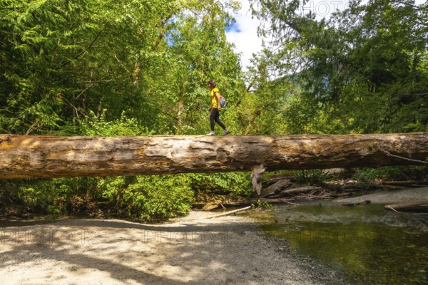 Female hiker navigating a large fallen log over a shallow creek in the serene cathedral grove forest on vancouver island, british columbia, on a peaceful summer day