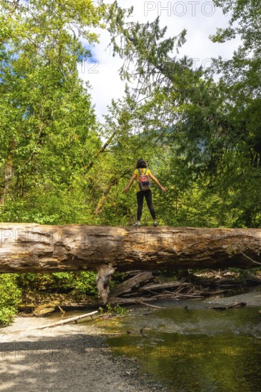 Female hiker with backpack standing on large fallen log spanning creek in lush green cathedral grove forest on vancouver island, british columbia, enjoying the tranquility of nature during summer