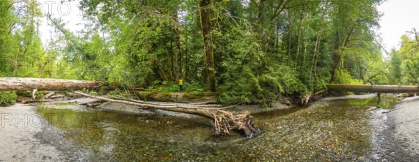 Panoramic view of a pristine river flowing through the vibrant cathedral grove forest on vancouver island, british columbia, capturing nature's tranquility on a sunny summer day