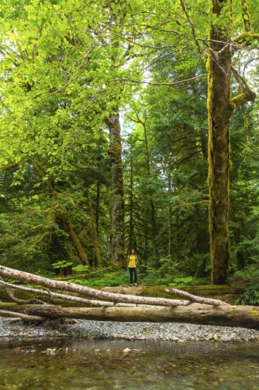 Female hiker stands beside a tranquil stream, admiring towering trees covered in vibrant green moss in the serene cathedral grove forest on vancouver island, british columbia, canada, during summer
