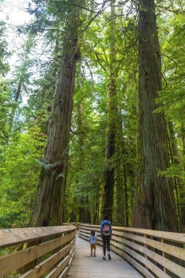 Mother and child walking on wooden elevated path, enjoying majestic ancient trees in lush green cathedral grove forest on vancouver island, british columbia, canada, during summer