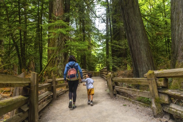 Mother and son holding hands while walking down a wooden trail in a majestic redwood forest, savoring a beautiful summer day surrounded by the tranquility of nature