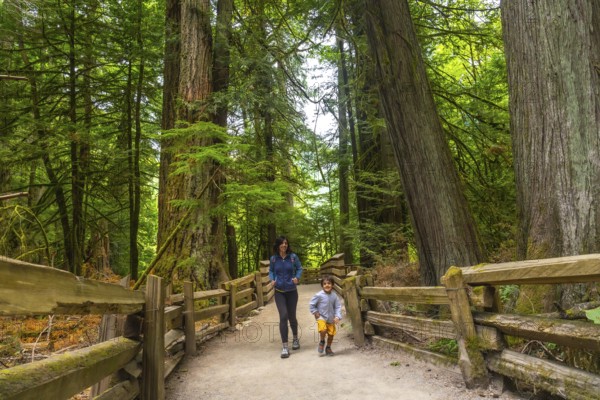 Mother and son walking along a scenic redwood forest trail in cathedral grove, macmillan provincial park, surrounded by lush greenery on vancouver island during summer