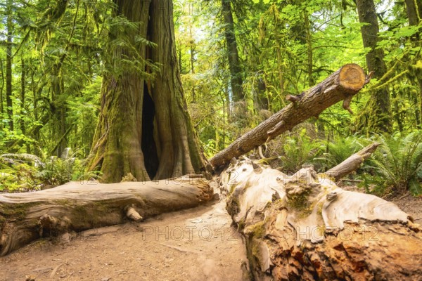 Sunlight filtering through a lush green canopy illuminates a fallen log and a giant tree with a hollowed out base in the serene cathedral grove forest on vancouver island
