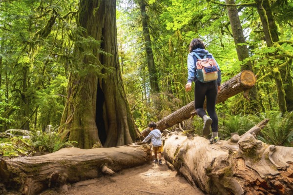 Tourists exploring the magnificent cathedral grove forest on vancouver island are carefully walking on a large fallen log, surrounded by lush green trees and moss covered trunks