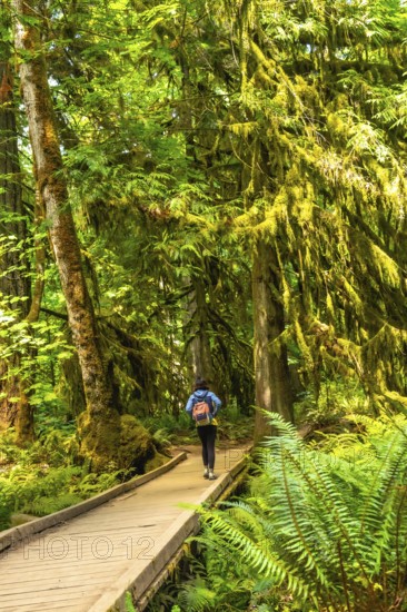 Hiker walking in the beautiful lush green forest in cathedral grove, macmillan provincial park, british columbia, canada, during summer, enjoying the fresh air and pristine nature