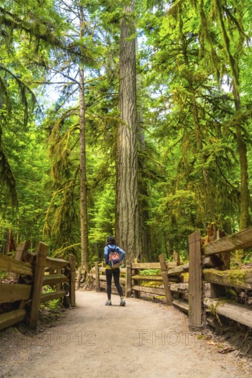 Tourist with backpack walking on a gravel path and admiring the giant trees of cathedral grove in macmillan provincial park on vancouver island, british columbia, canada, during a sunny summer day