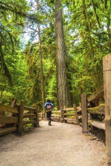 Tourist with a backpack walking along a gravel path through the lush green rainforest of cathedral grove in macmillan provincial park on vancouver island