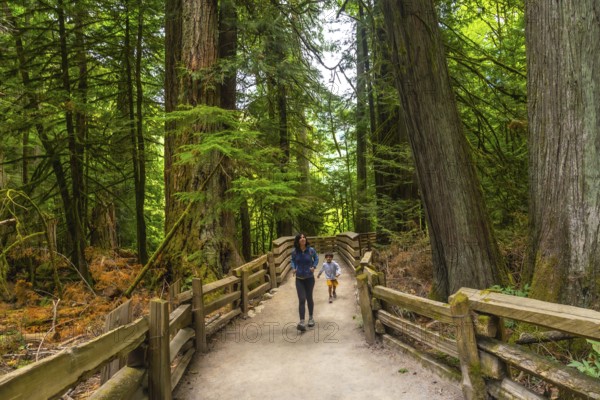 Mother and son enjoying a walk through a lush redwood forest trail, surrounded by towering trees and wooden fences at cathedral grove, macmillan provincial park on vancouver island