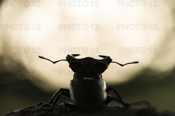 Stag beetle (Lucanus cervus), adult imago, silhouette against light background, dam