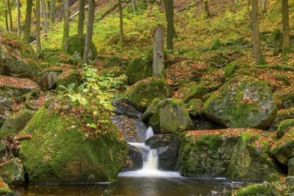 A clear waterfall of the Ilse surrounded by moss-covered rocks in an autumnal forest, Ilsetal, Harz National Park, Ilsenburg, Saxony-Anhalt, Germany