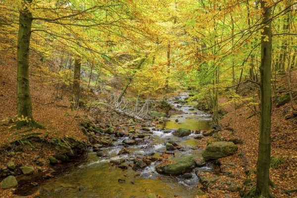 The river Ilse in the Harz National Park flows through an autumn forest with intensive moss growth, Ilse Valley, Harz National Park, Ilsenburg, Saxony-Anhalt, Germany