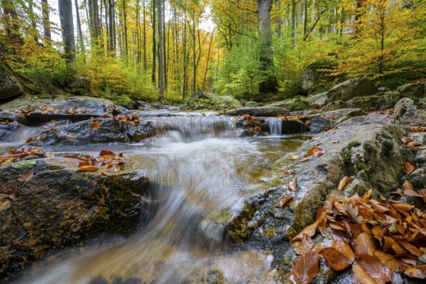 An Ilse waterfall in an autumnal forest full of bright leaves, Ilsetal, Harz National Park, Ilsenburg, Saxony-Anhalt, Germany