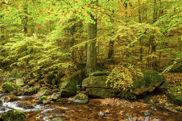 A quiet forest with a small stream and trees full of autumn leaves on the Ilse River, llsetal, Harz National Park, Ilsenburg, Saxony-Anhalt, Germany