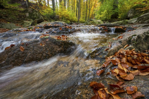 The river Ilse in the Harz National Park flows over rocks in autumn forest, Ilsetal, Harz National Park, Ilsenburg, Saxony-Anhalt, Germany