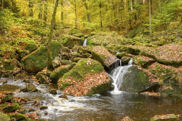 A small waterfall of the Ilse flows over moss-covered rocks in a glowing autumnal forest, Ilsetal, Harz National Park, Ilsenburg, Saxony-Anhalt, Germany