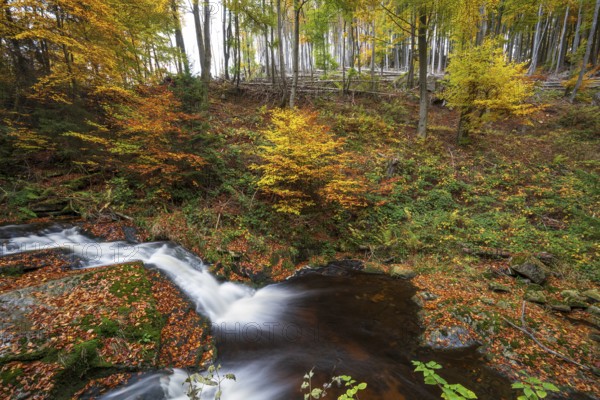 A forest with a bubbling Ilse waterfall surrounded by colorful autumn leaves, Ilsetal, Harz National Park, Ilsenburg, Saxony-Anhalt, Germany