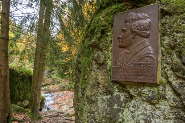 A memorial plaque of Heinrich Heine on a rock in an autumn forest, surrounded by trees, Ilse Valley, Harz National Park, Ilsenburg, Saxony-Anhalt, Germany