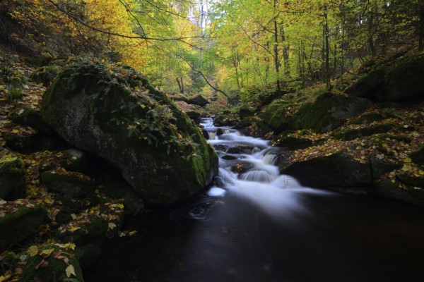 The river Ilse flows through an autumnal forest, surrounded by colorful trees, large rocks, boulders and moss, Ilsetal, Harz National Park, Ilsenburg, Saxony-Anhalt, Germany