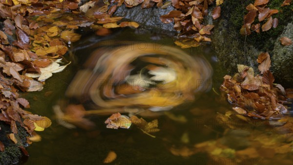 Autumn leaves floating in a whirlpool on an Ilse forest stream, warm colors and calming atmosphere, Ilse Valley, Harz National Park, Ilsenburg, Saxony-Anhalt, Germany
