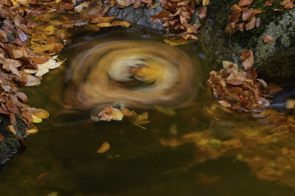 Autumn leaves revolve in a whirlpool on a quiet forest stream, caught in an autumnal idyll