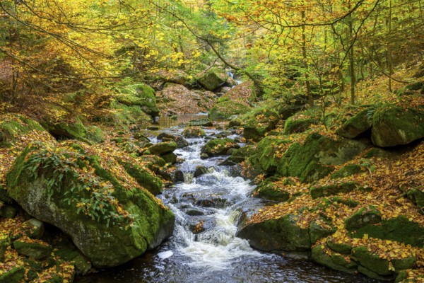A flowing stream the Ilse snakes through an autumnal forest surrounded by moss-covered rocks, Ilse Valley, Harz National Park, Ilsenburg, Saxony-Anhalt, Germany