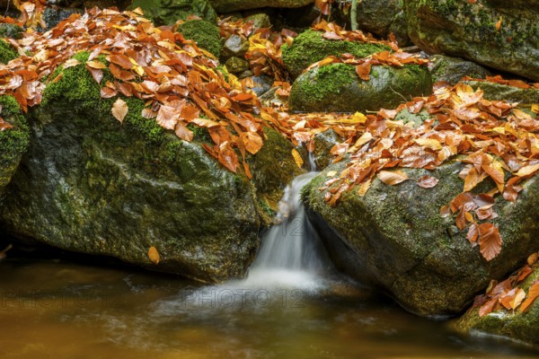 The river Ilse flows between rocks covered with autumn leaves, Ilsetal, Harz National Park, Ilsenburg, Saxony-Anhalt, Germany