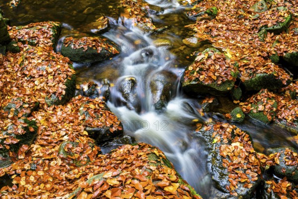 The river Ilse flows over rocks, covered with bright autumn leaves in the dense forest, Ilsetal, Harz National Park, Ilsenburg, Saxony-Anhalt, Germany
