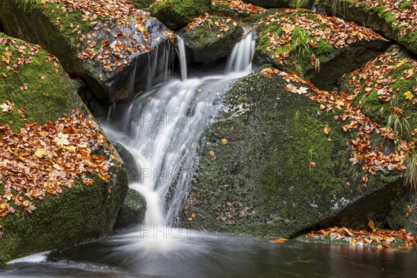 A small waterfall of the Ilse falls over rocky, mossy rocks, Ilsetal, Harz National Park, Ilsenburg, Saxony-Anhalt, Germany
